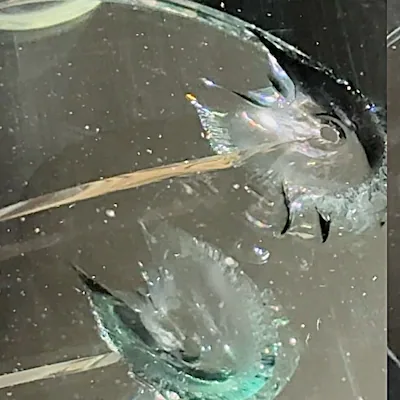 Extended leg on bullseye windshield chip — bullseye with a crack beginning to run from it.